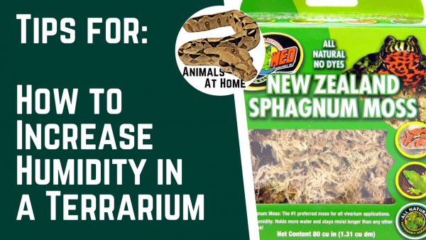 Zoo Med New Zealand Sphagnum Moss Terrarium Substrate, 80 Cu In 