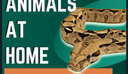 Reptile Podcast | The Animals at Home Podcast
