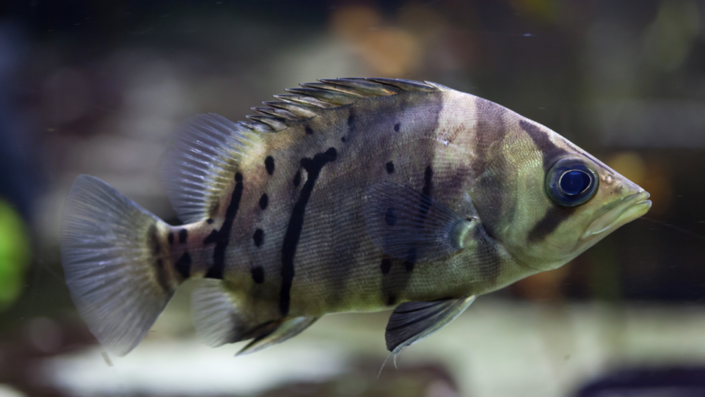 Datnioides pulcher, also referred to as “Siamese Tiger Fish”